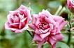 Diamond Anniversary ™ rose photo