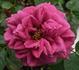 Diamond Anniversary ™ rose photo