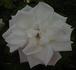 Blanche Mallerin rose photo
