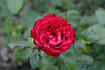 Ady Endre emléke rose photo