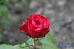 Ady Endre emléke rose photo