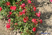 Álmos rose photo
