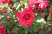 Álmos rose photo