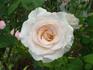 Fantasy (hybrid tea, Jackson rose photo