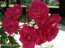 Rubin rose photo