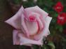 Hawaiian Fragrant Sunrise ™ rose photo