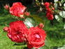 Wavria rose photo