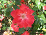 Anna Wheatcroft rose photo