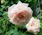 Mevrouw Amelie Müller rose photo