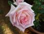 Hawaiian Fragrant Sunrise ™ rose photo