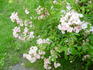 Frisson Frais rose photo