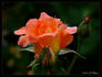 Gertrude rose photo