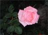 Selvetta ® rose photo