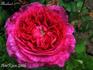 Abaillard rose photo