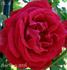 Monsieur A. Maillé rose photo