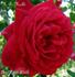 Monsieur A. Maillé rose photo