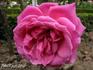 E.J. Ludding rose photo