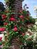 Albert la Blotais rose photo