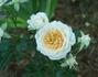 Lady Sunblaze rose photo