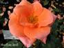 Bengali ® rose photo
