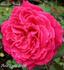 Amalia Jung rose photo