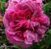 Cosimo Ridolfi rose photo