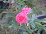 Autumn Dawn rose photo