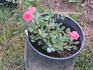 Autumn Dawn rose photo