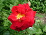 Bayreuth rose photo