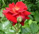 Bayreuth rose photo