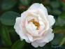 Bella Weiss ® rose photo