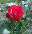 Brandenburg Gate ™ rose photo