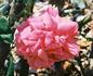 Dean Collins rose photo