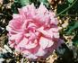 Dean Collins rose photo