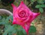 Distant Sounds rose photo
