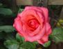 Jane Pauley rose photo
