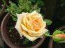 Just Dreamy rose photo