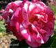 Č.S.R. rose photo