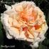 Madame Auguste Choutet rose photo