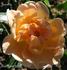 Jacotte rose photo