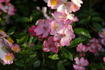 Running Maid ® rose photo