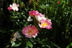 Bel Esprit rose photo