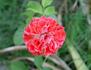 Blastoff ™ rose photo