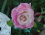 Dorothy Anne rose photo