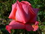 Freude ® rose photo