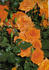 Beautiful Britain rose photo