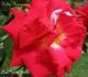 Hilda Heinemann rose photo