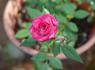 Whoopi ™ rose photo