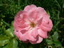 Blühwunder ® rose photo