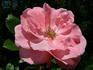 Blühwunder ® rose photo